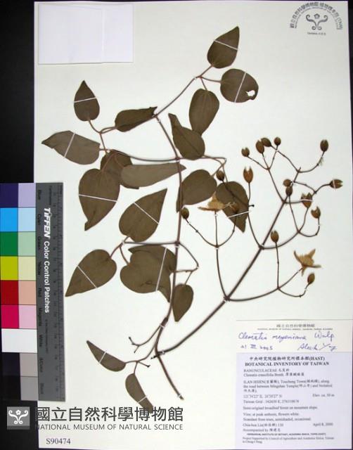 麥氏鐵線蓮藏品圖，第1張