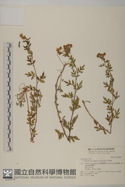 阿里山油菊藏品圖，第1張