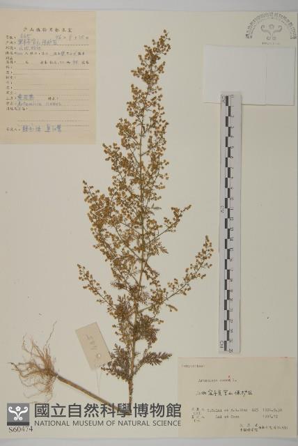 黃花蒿藏品圖，第1張