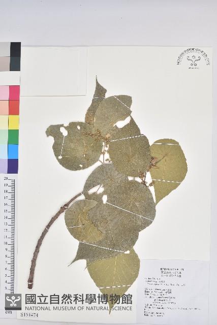 血桐藏品圖，第1張