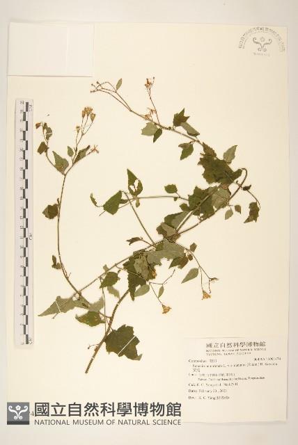 黃菀藏品圖，第1張