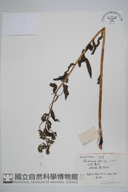 紫草藏品圖，第1張