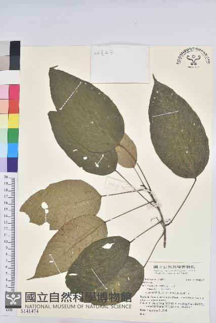 登錄號:S141474藏品圖，第1張