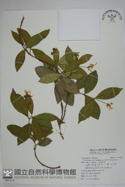 絡石藏品圖，第1張