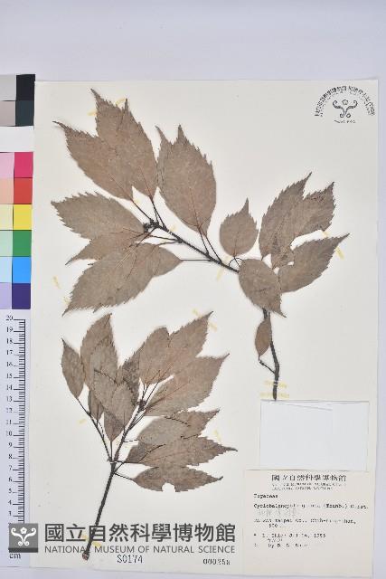 青剛櫟、鐵椆藏品圖，第1張