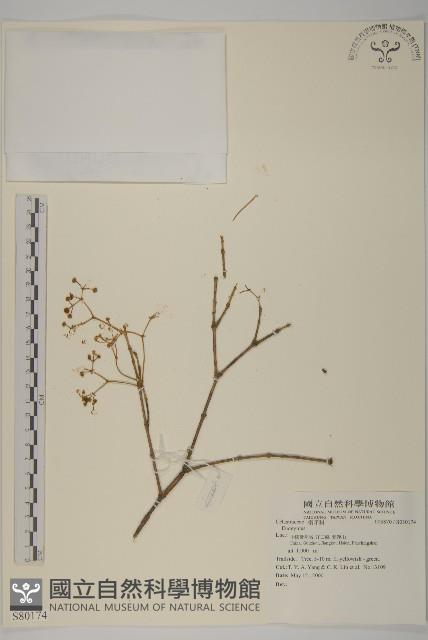 登錄號:S080174藏品圖，第1張