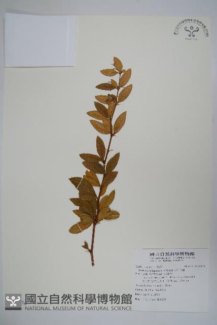 Accession Number:S121174 Collection Image, Figure 1, Total 2 Figures