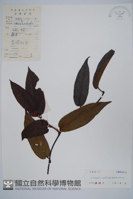 美麗獼猴桃藏品圖，第1張