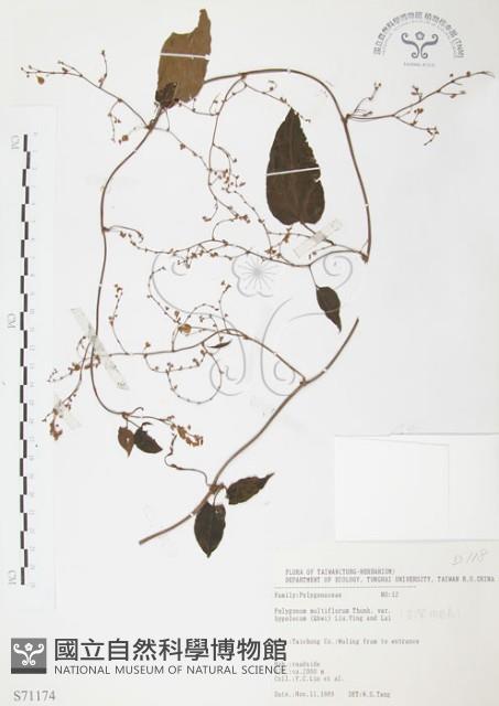 臺灣何首烏藏品圖，第1張