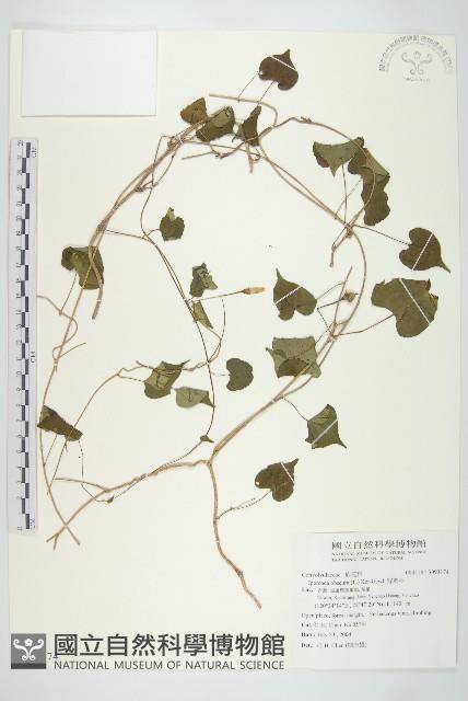 野牽牛藏品圖，第1張