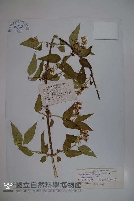 狹萼鬼吹簫藏品圖，第1張