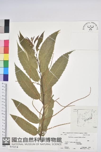 茅栗、日本栗藏品圖，第1張