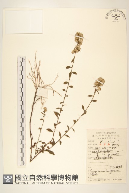 一枝黃花藏品圖，第1張