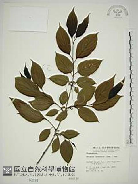 中原氏鼠李藏品圖，第1張