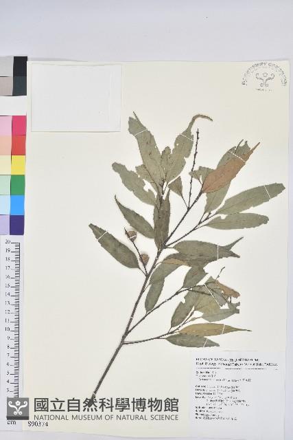 長尾栲、長尾柯、長尾尖葉櫧藏品圖，第1張