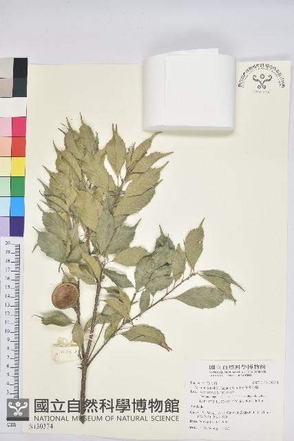 油葉石櫟藏品圖，第1張