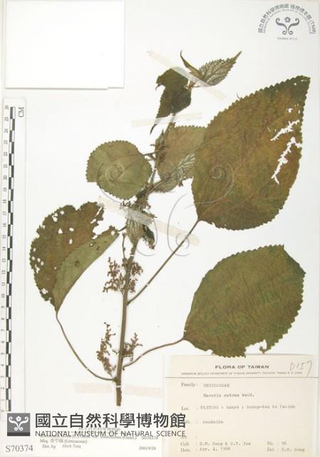 青苧麻藏品圖，第1張