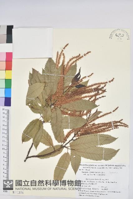 茅栗、日本栗藏品圖，第1張