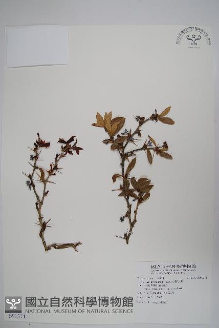 臺灣小蘗藏品圖，第1張