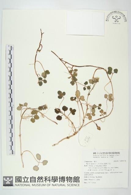 濱剪刀股藏品圖，第1張