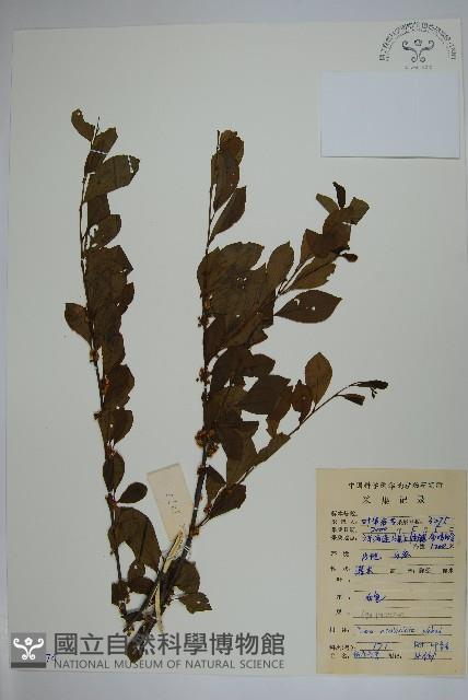 鼠李冬青、滿樹星藏品圖，第1張