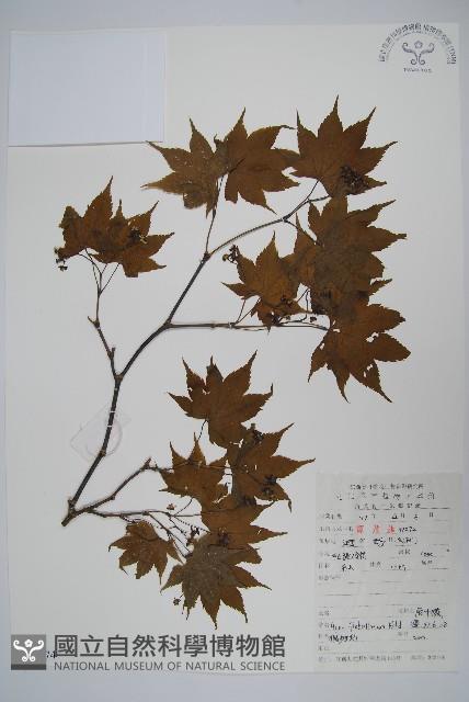 扇葉槭藏品圖，第1張