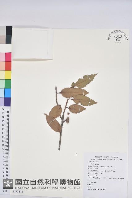 毽子櫟藏品圖，第1張