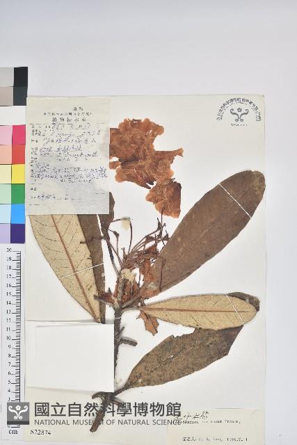 革葉杜鵑藏品圖，第1張