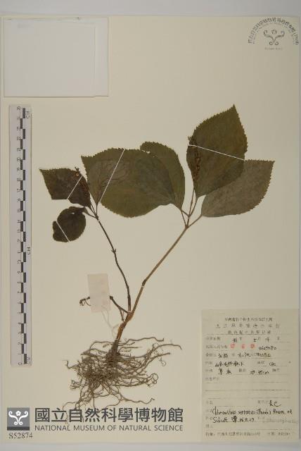 及己藏品圖，第1張