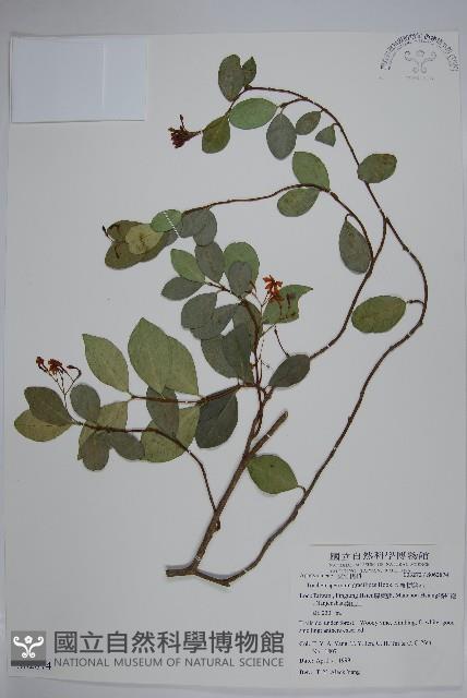 細梗絡石藏品圖，第1張