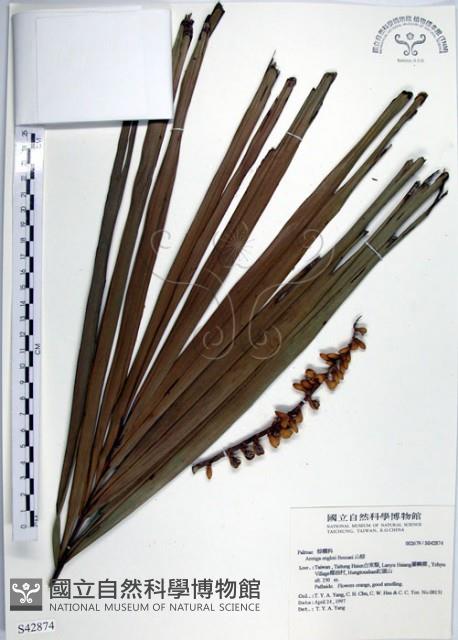 Formosan Sugarpalm, Dwarf Sugar Palm Collection Image, Figure 1, Total 4 Figures