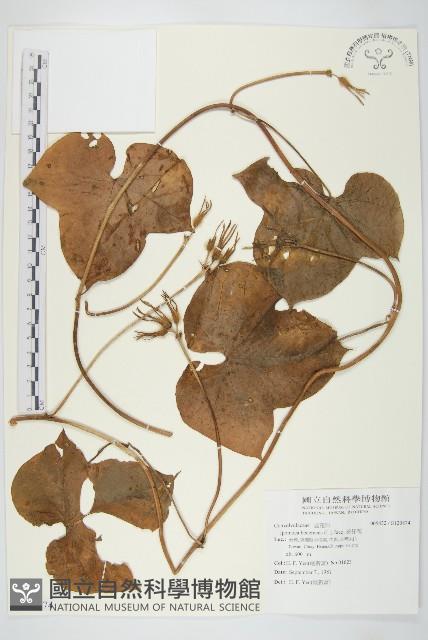 碗仔花藏品圖，第1張