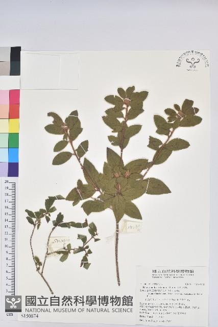 金毛杜鵑藏品圖，第1張