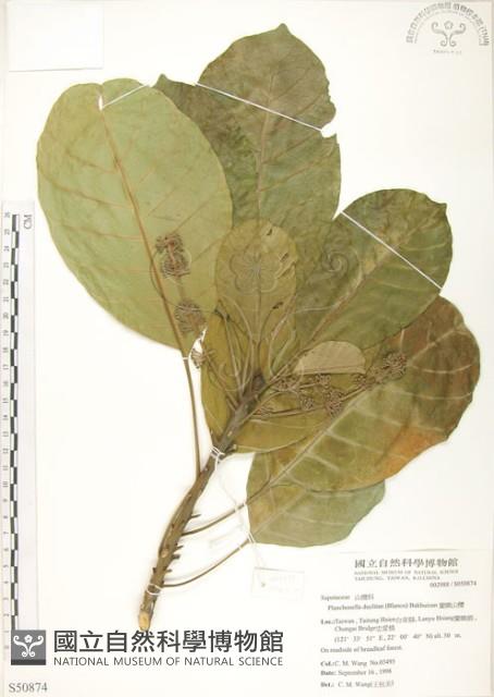 蘭嶼山欖, 大葉樹青藏品圖，第1張