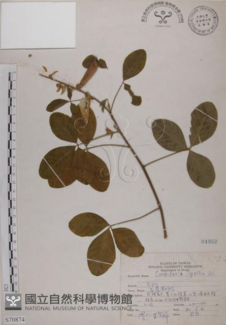 黃野百合藏品圖，第1張