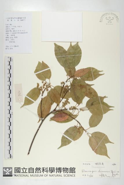 華杜英藏品圖，第1張