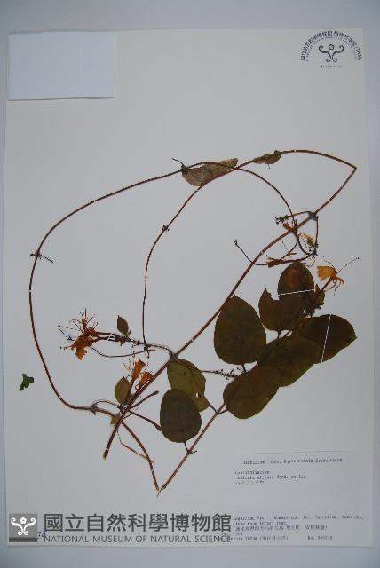 登錄號:S074874藏品圖，第1張