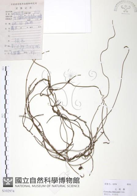 無根草藏品圖，第1張