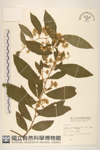 過山龍藏品圖，第1張