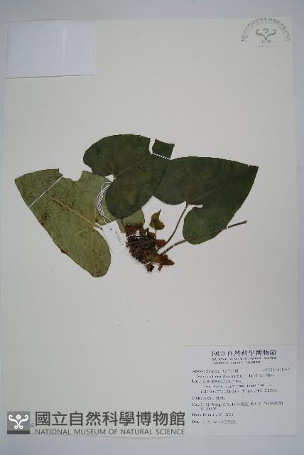 插天山細辛藏品圖，第1張