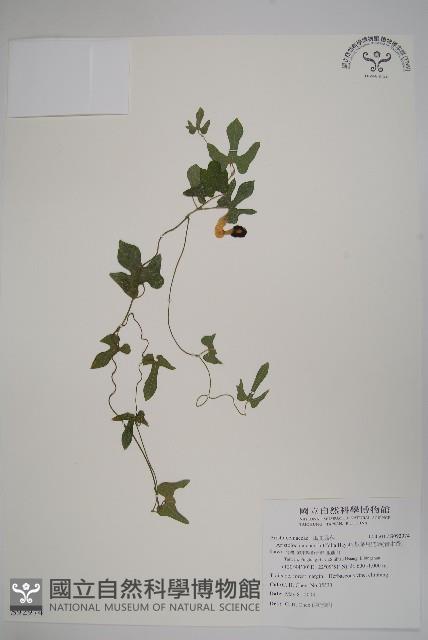 瓜葉馬兜鈴、青木香藏品圖，第1張