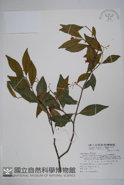 臺灣絡石藏品圖，第1張