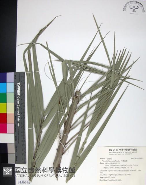 台灣海棗藏品圖，第1張