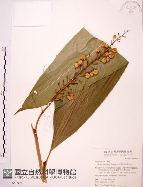 山月桃藏品圖，第1張