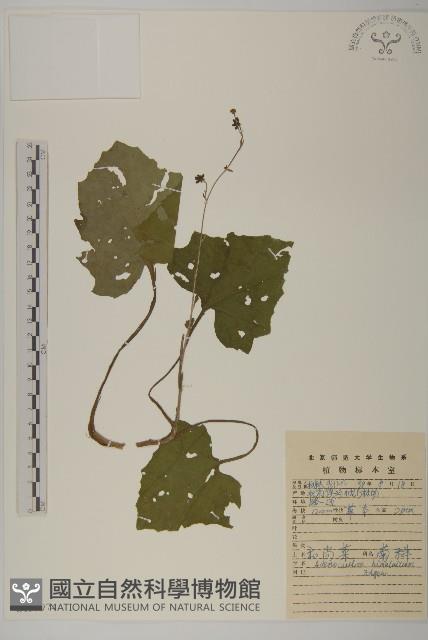 腺梗菜藏品圖，第1張