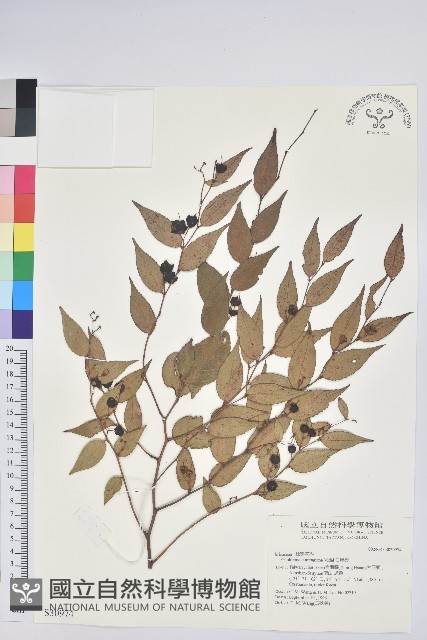 白珠樹藏品圖，第1張