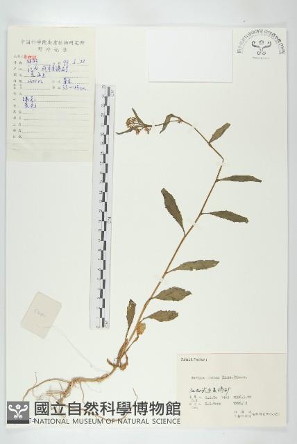 葶藶藏品圖，第1張