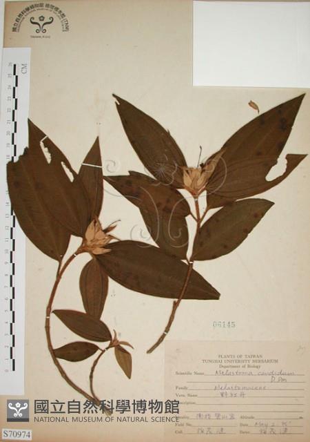 野牡丹藏品圖，第1張