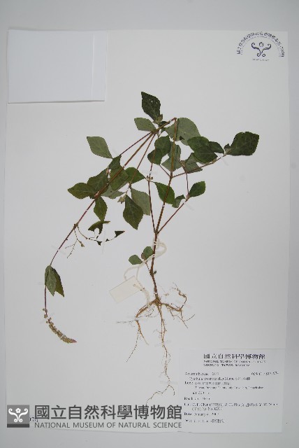 假川牛膝藏品圖，第1張