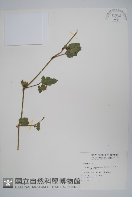 賽山藍藏品圖，第1張